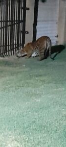 Last picture of Sheba alive at 2 am on Wednesday, 2 am.